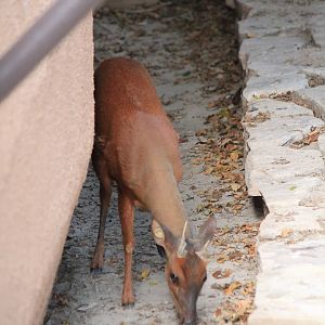 Central American Red Brocket