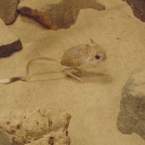 Lesser Egyptian Jerboa