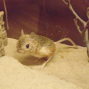 Greater Egyptian Jerboa