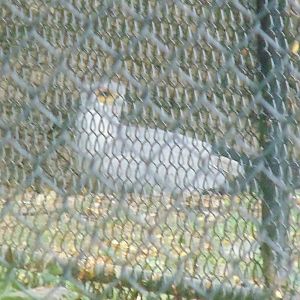 Secretarybird Behind The Scenes