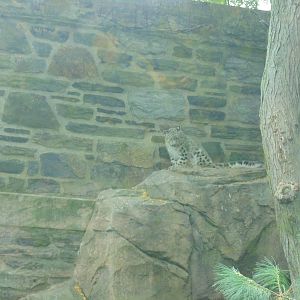 Snow Leopard Cub