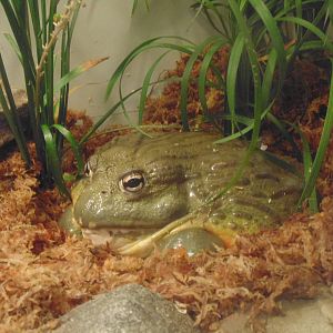African Bullfrog