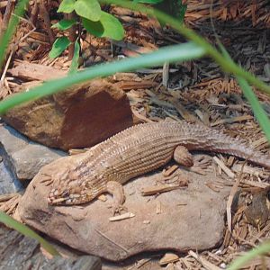 Hosmer's Skink- Only US zoo to exhibit this species