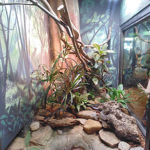 Forest Cobra Exhibit