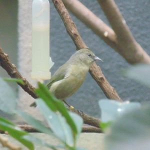 Common Amakihi Hemignathus virens