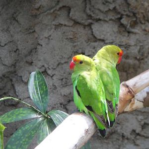 Abyssinian Lovebird