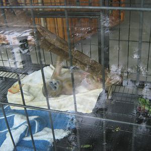 baby golden snub-nosed monkey