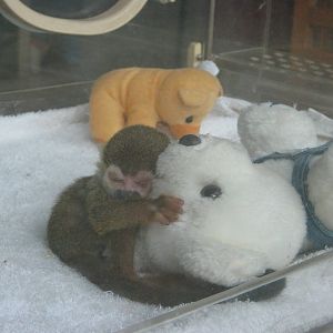 baby squirrel monkey
