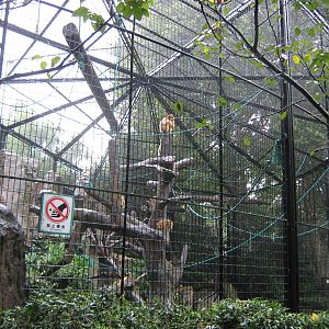 golden snub-nosed monkey enclosure