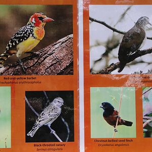 Temporary signage for Heliconia Walk