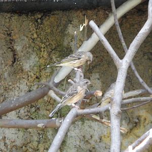 Black-throated Canary