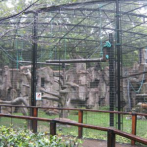 Francois langur (Trachypithecus francoisi) enclosure