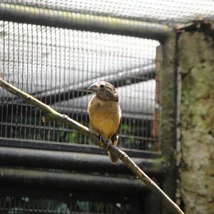 Chestnut-bellied Seed-Finch (female)