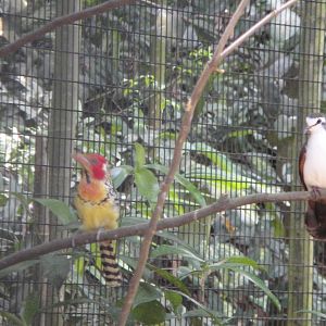 Red&Yellow Barbet and Tambourine Dove