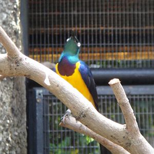 Golden-breasted Starling