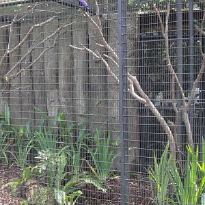 Overall view of the Heliconia Walk aviaries
