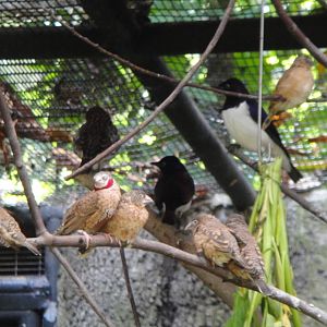 Amethyst starlings and (a lot of) Cut-throat Finches
