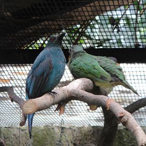 Jambu Fruit-dove and Fairy Bluebird (female)