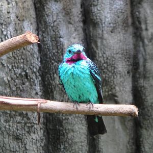 Spangled Cotinga (male)