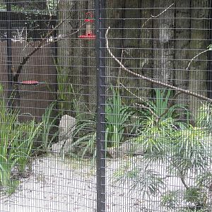 Heliconia Walk - munia and diamond dove aviary