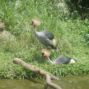Grey Crowned Cranes