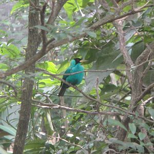 Green Honeycreeper (male)