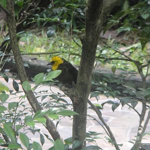 Yellow-headed Blackbird (male)