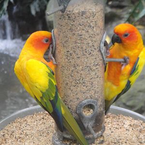 Sun Conures