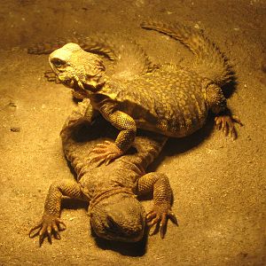 mastigures (Uromastyx sp)