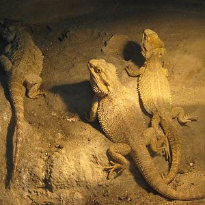 bearded dragons (Pogona vitticeps)