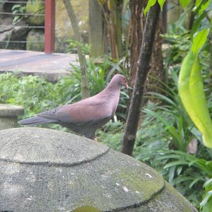Peruvian Pigeon