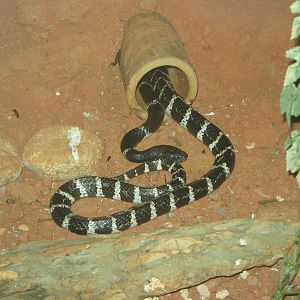 Many-banded krait (Bungarus multicinctus)