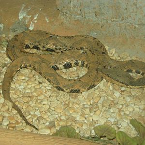 Long-nosed pit viper (Deinagkistrodon acutus)
