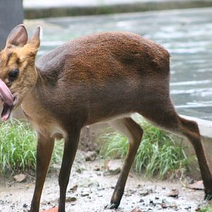 black muntjac (Muntiacus crinifrons)