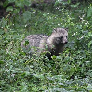 raccoon dog (Nyctereutes procyonoides)