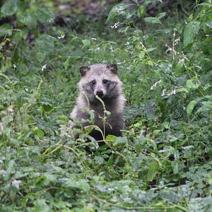 raccoon dog (Nyctereutes procyonoides)