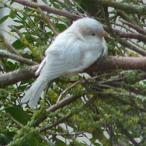 Leucistic House Sparrow, October 2013