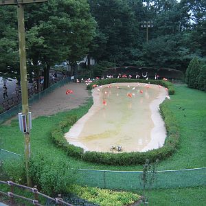 flamingo pool