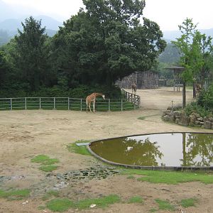 African enclosure