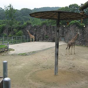 African enclosure