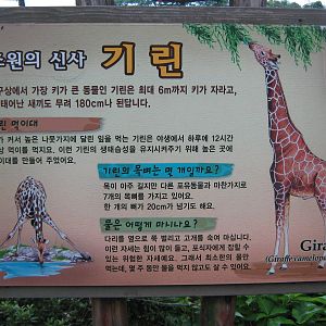giraffe signage