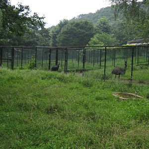 Australian ratite enclosures