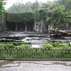 enclosure for American black bear