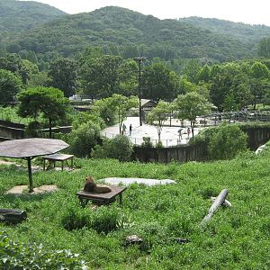 view across the lion enclosure