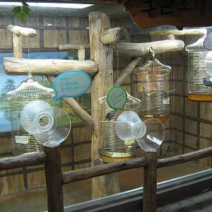 hill mynahs in the Bird House