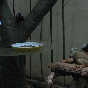 common marmosets and iguanas in the Bird House