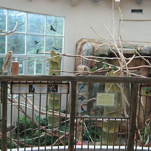 walk-in macaw aviary in the Bird House