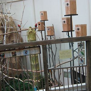 walk-in macaw aviary in the Bird House