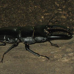 stag beetle (Serrognathus platymelus)