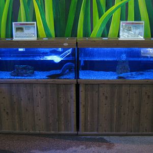fish tanks in the Insectarium